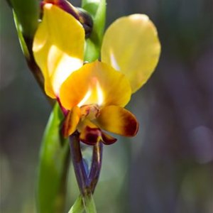 Winter Donkey Orchid