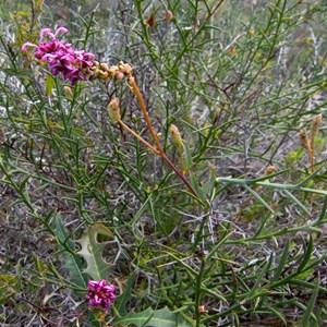 Grevillea