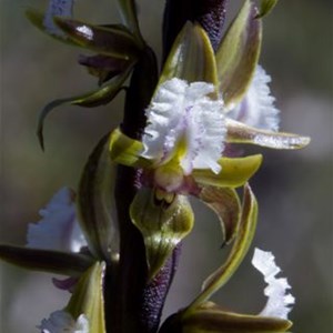 Fringed Leek Orchid