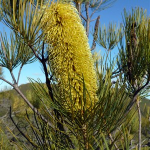 Pine Banksia - Banksia tricuspis