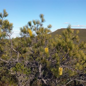 Pine Banksia - Banksia tricuspis