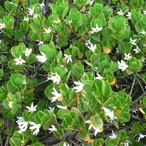 Sticky Ray-flower, Bremer Bay, WA