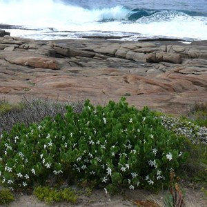 Sticky Ray-flower, Bremer Bay, WA