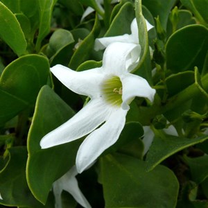 Sticky Ray-flower, Bremer Bay, WA