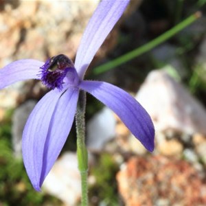 Blue Beard Orchid