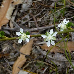 Macarthuria australis