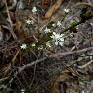 Macarthuria australis