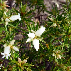 Astroloma xerophyllum