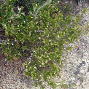 Astroloma xerophyllum