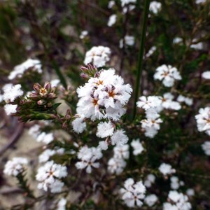 Leucopogon polymorphus