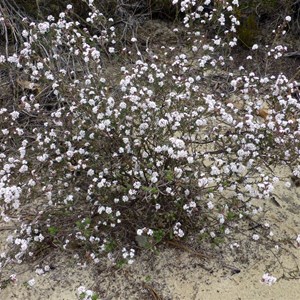 Leucopogon polymorphus