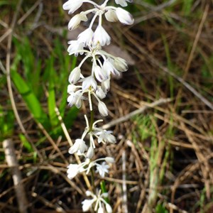 Lomandra nigricans