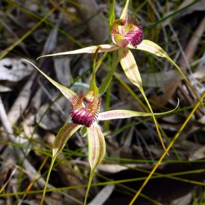 Grand Spider Orchid - Caladenia huegelii