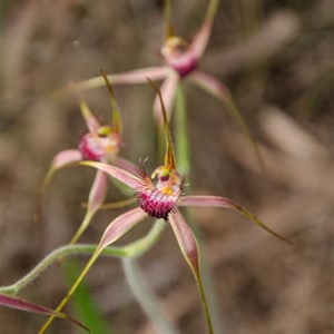 Caladenia huegelii:'Grand Spider' orchid