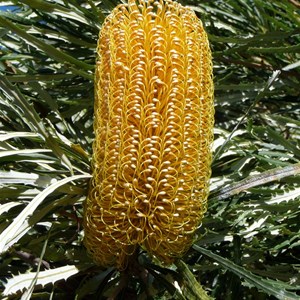 Swamp Banksia - Banksia littoralis