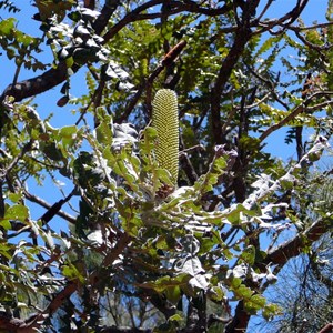 Bull Banksia - Banksia grandis