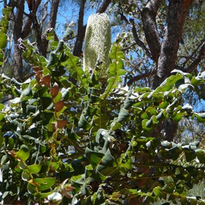 Bull Banksia - Banksia grandis