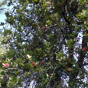 Holly-leaved Banksia - Banksia ilicifolia