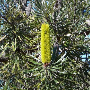 Slender Banksia - Banksia attenuata