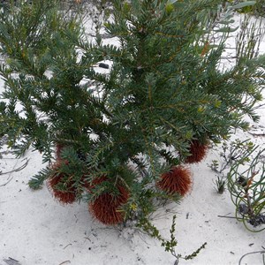 Nodding Banksia - Banksia nutans