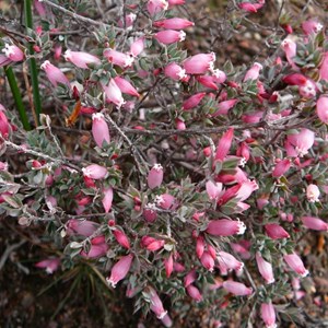 Kondrung - Astroloma serratifolium