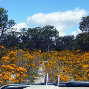 Morrison Featherflower - Verticordia nitens