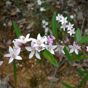 Crowea angustifolia var. platyphylla