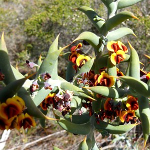 Ouch Bush, Daviesia pachyphylla near Jerramungup, WA