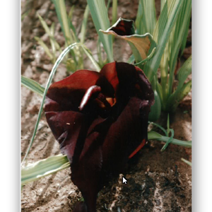 Typhonium lillifolium