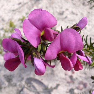 Gompholobium scabrum, Stirling Ranges NP, WA