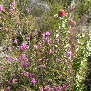 Gompholobium scabrum growing in heath.