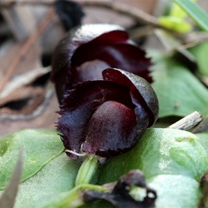 Helmet Orchid. Photo by Graeme W