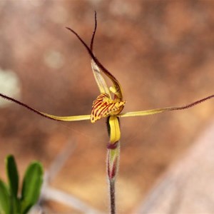 Caladenia caesarea - photo by Graeme W