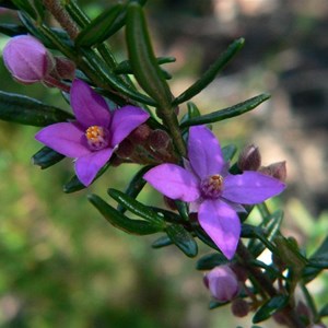 Boronia