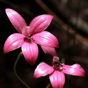 Pink Enamel Orchid, Elythranthera emarginata