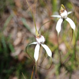 Caladenia splendens