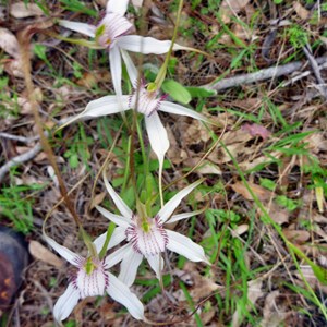 Splendid Spider Orchid