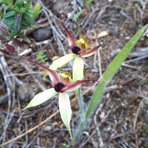 Leaping Spider Orchid