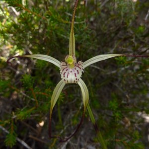  Pendant spider orchid, Caladenia pendans