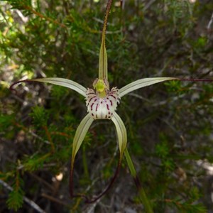  Pendant spider orchid, Caladenia pendans