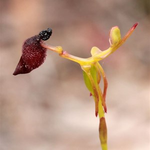 King in his carriage orchid, Drakaea glyptodont