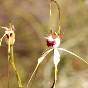 Caladenia huegelii