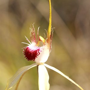 Caladenia