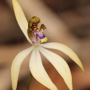 Leafless orchid, Praecoxanthus aphyllus