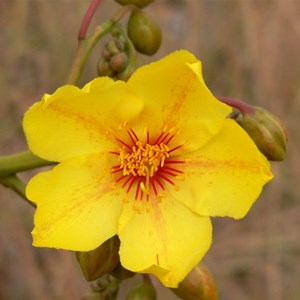 Cochlospermum gillivraei near Georgetwon, Qld