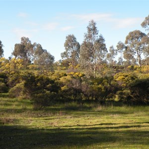 Wirrahkee Wattle