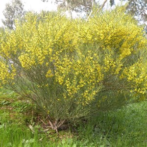  Wirrahkee Wattle