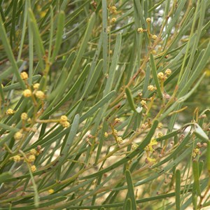  Wirrahkee Wattle