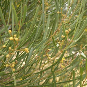  Wirrahkee Wattle