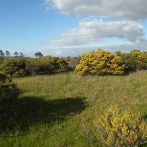  Wirrahkee Wattle